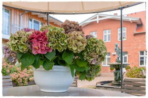 Herman`s Hof Appartement 6 - Innenhof/Terrasse
